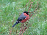 SX01424 Little Pink Bellied Birdie [Bullfinch - Pyrrhula Pyrrhula].jpg